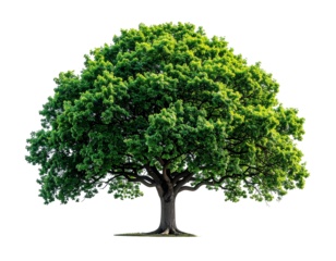 Lush green tree against black background