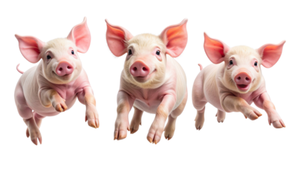 Playful Pig Illustration Variety Pack, isolated on transparent background