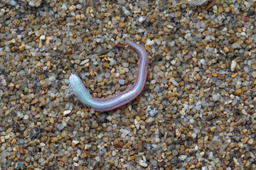 Close-up of a marine polychaete worm on wet sand, showing its segmented body and bristle-like parapodia. This ocean invertebrate is often found in shallow coastal areas and tidal zones.