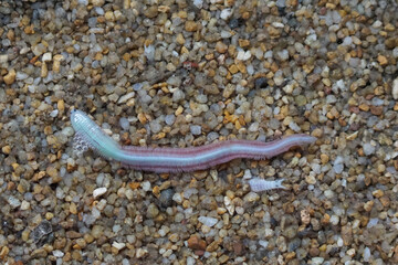 Close-up of a marine polychaete worm on wet sand, showing its segmented body and bristle-like parapodia. This ocean invertebrate is often found in shallow coastal areas and tidal zones.