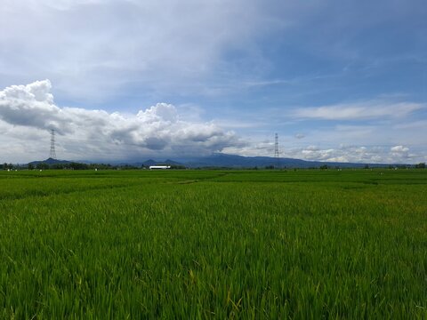 View of the fertile rice fields