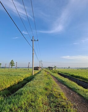 A bright morning view in the countryside, showing rows of electric poles stretching along a dirt road amidst lush green rice fields. The clear blue sky with few clouds adds to the
peaceful impression