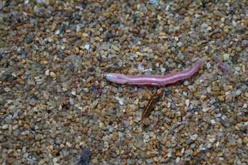 Close-up of a marine polychaete worm on wet sand, showing its segmented body and bristle-like parapodia. This ocean invertebrate is often found in shallow coastal areas and tidal zones.