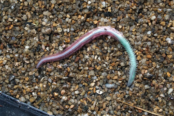 Close-up of a marine polychaete worm on wet sand, showing its segmented body and bristle-like parapodia. This ocean invertebrate is often found in shallow coastal areas and tidal zones.
