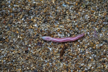 Close-up of a marine polychaete worm on wet sand, showing its segmented body and bristle-like parapodia. This ocean invertebrate is often found in shallow coastal areas and tidal zones.