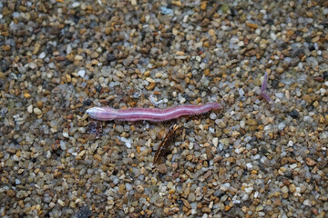 Close-up of a marine polychaete worm on wet sand, showing its segmented body and bristle-like parapodia. This ocean invertebrate is often found in shallow coastal areas and tidal zones.