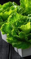 Close-up of fresh crisp lettuce heads