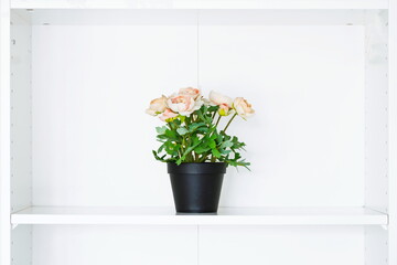 Artificial or fake, potted, pink Persian butter cup or Ranunculus decorative flower pot on a white wooden shelf. Close up shot, bright, no people