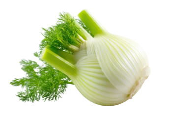 Fresh Fennel Bulb Vegetable Isolated on White Background