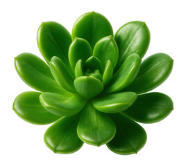 Green succulent plant with thick, fleshy leaves.