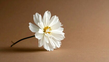 Delicate white flower on a muted background