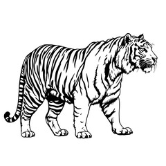 Fototapeta premium Vector illustration of a wild striped tiger, a powerful feline predator, isolated on a clean white background