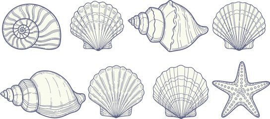 Sea Shell and Starfish Vector Illustration Set