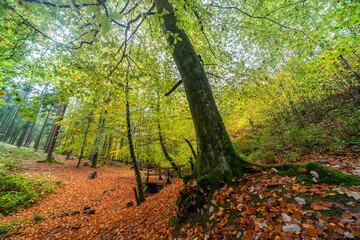 Herbstliche Wanderung im Edenkobener Tal entlang des Triefenbachs mit buntem Laub und kleinen Brücken