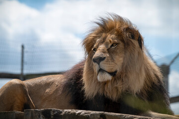 Adult Male Lion Resting