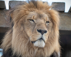 Close up Adult Male Lion