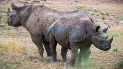 Obraz premium Mother Black Rhinoceros with Her Calf