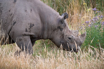 Obraz premium Close up Black Rhinoceros Walking in Grass