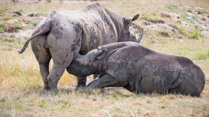 Fototapeta premium Black Rhinoceros Calf Feeding from its Mother