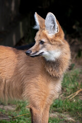 Close up Maned Wolf Looking Around