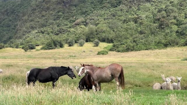 Horses and Llamas in the National Park of Cajas in Cuenca, Ecuador