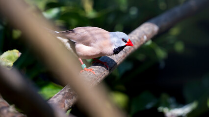 Captive Bred Black Throated Finch