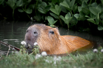 Capybara in Water Searching for Food