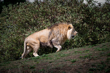 Adult Male Lion Walking up a Grass Slope