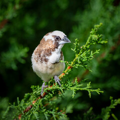 Bengalese Finch Perched in a Tree