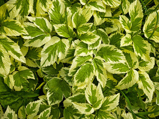 Vibrant green and white leaves create a lush texture perfect for background design in nature-inspired projects