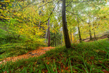 Herbstliche Wanderung im Edenkobener Tal entlang des Triefenbachs mit buntem Laub und kleinen Brücken