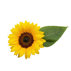 Obraz premium Pristine single yellow sunflower bloom, perfectly fanned petals at 45-degree angle with a deep green leaf, isolated on seamless transparent. Concept of minimalist nature and elegance