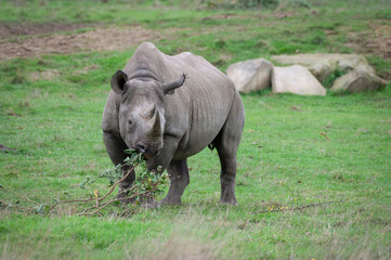 Young Black Rhinoceros Calf Feeding