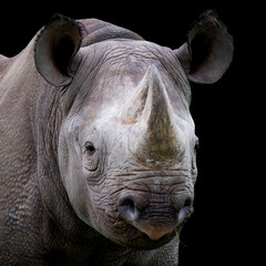 Black Rhinoceros Close up No Background