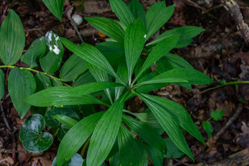Martagon lily foliage thrives in a shaded forest environment during early summer featuring lush green leaves and vibrant natural surroundings