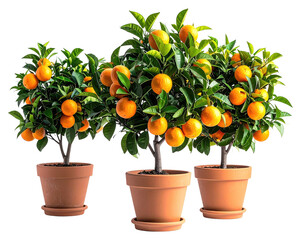 Three potted orange trees