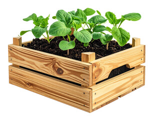 Wooden planter box with young plants