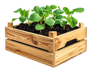 Wooden planter box with young plants