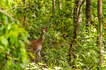 Spotted Deer (Chital) standing alert amidst dense green forest foliage, blending gracefully with its natural habitat.