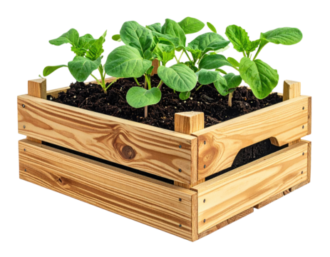 Wooden planter box with young plants