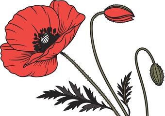 Vibrant red field poppy flower vector illustration scalable eps graphic