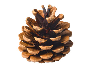 A pine cone on a black background