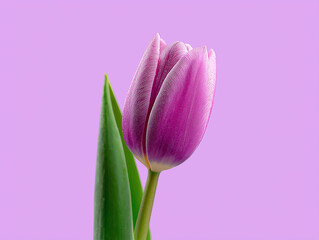 Fototapeta premium lavender tulip blossom on a pastel lilac background