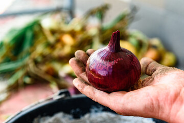 Woman peeling red onions for winter storage.