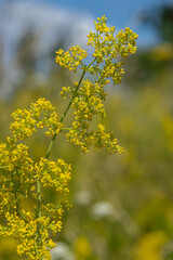 Yellow flowers of Galium verum bloom in a sunny meadow showcasing vibrant clusters against a blue sky in springtime