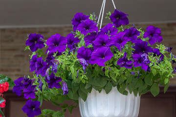Petunia x hybrida blooms in vibrant purple fill a hanging planter during a sunny afternoon in a residential garden setting