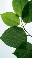 CloseUp of Branch with Translucent Green Leaves and Intricate Vein Patterns Against White