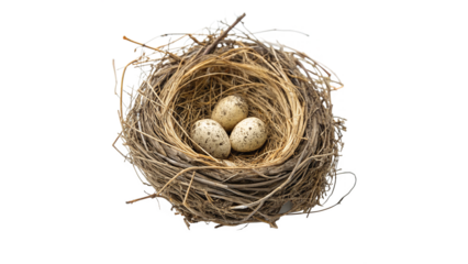 Three speckled eggs nestled safely in a natural twigs and straw bird's nest a transparent background