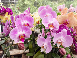 Orchid garden with pink and purple flowers. Orchids blooming in a greenhouse. Beautiful orchids with different colors. Fresh orchids showcasing vibrant petals. Exotic orchids in full bloom © Joko