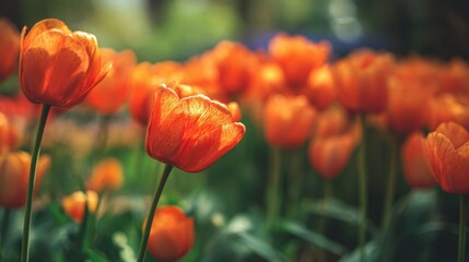 The vibrant tulips blooming in a beautiful garden during springtime.